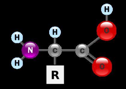 Acids 9 of the 20 Amino Acids cannot be made by