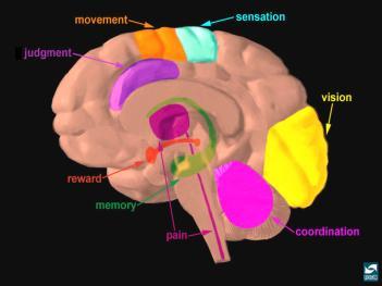 Midbrain (VTA): Reward driven, impulsive (motivation) Nucleus Accumbens: memory and learning associated with reward Prefrontal cortex: Executive function Top down decision making Inhibitory control: