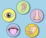 SENSORY SYSTEMS Hearing Taste Smell Sight Touch