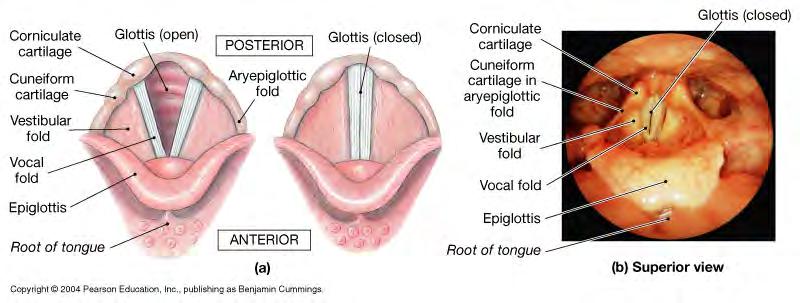 -folds of epithelium over ligaments of elastic fibers create vocal folds/cords.