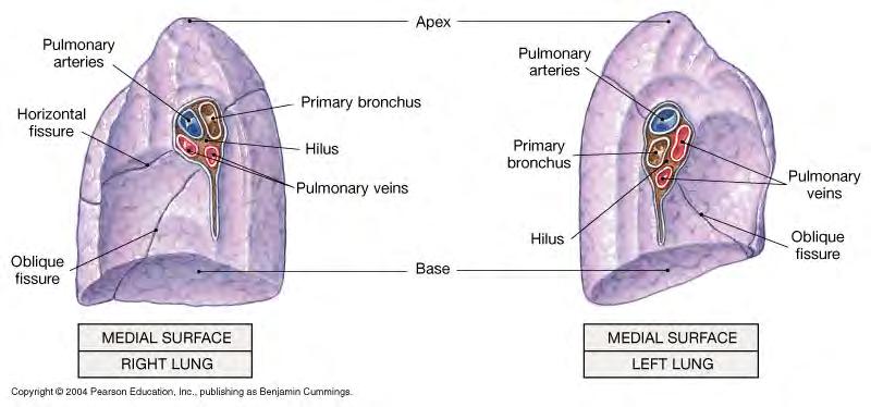 -trachea branches into right and left primary bronchi 6.