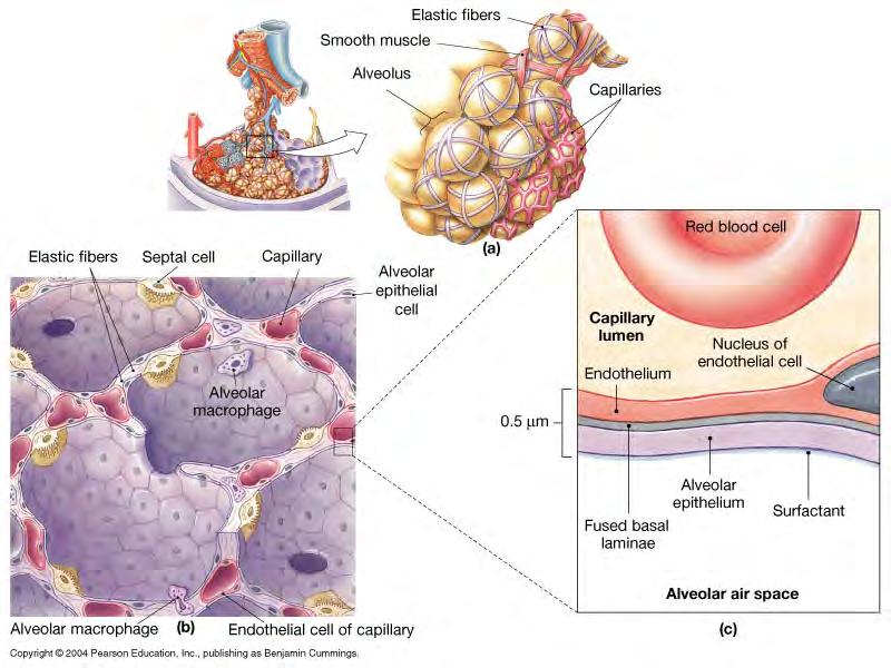 -alveoli connected to neighbors by alveolar pores (equalize pressure) -Gas exchange occurs across the respiratory membrane (0.5µm thick): 1. Type I cells of alveolus 2. Thin basal lamina (fusion) 3.