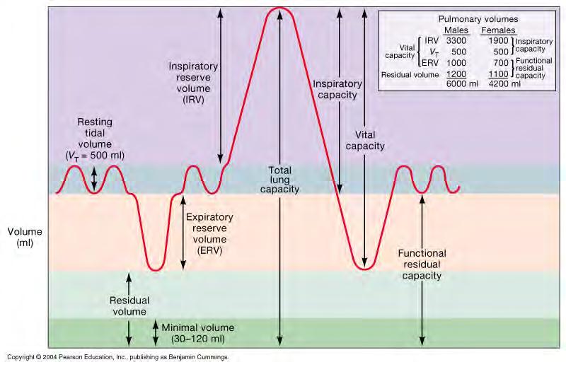 Respiratory Volumes and Capacities: -a breath = one respiratory cycle (go to handout) Respiratory rate = breaths/min ~18-20 at rest Respiratory Minute Volume (RMV/MRV) = respiratory rate X tidal