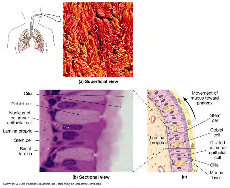 Respiratory Mucosa (mucus membrane) -lines conduction portions -pseudostratified columnar epithelium -usually ciliated -scattered goblet cells (mucin production) -lamina propria = areolar CT with
