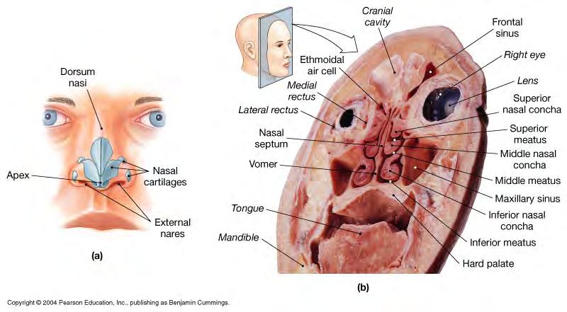 2. Nasal Cavity -divided into right and left by nasal septum -superior portion has olfactory epithelium -nasal conchae
