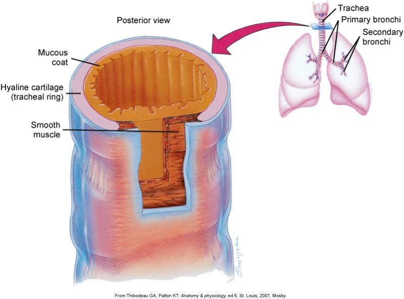 Lower Respiratory Tract Trachea (AKA: