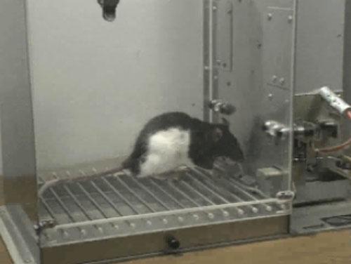 VIDEO: Rat in a