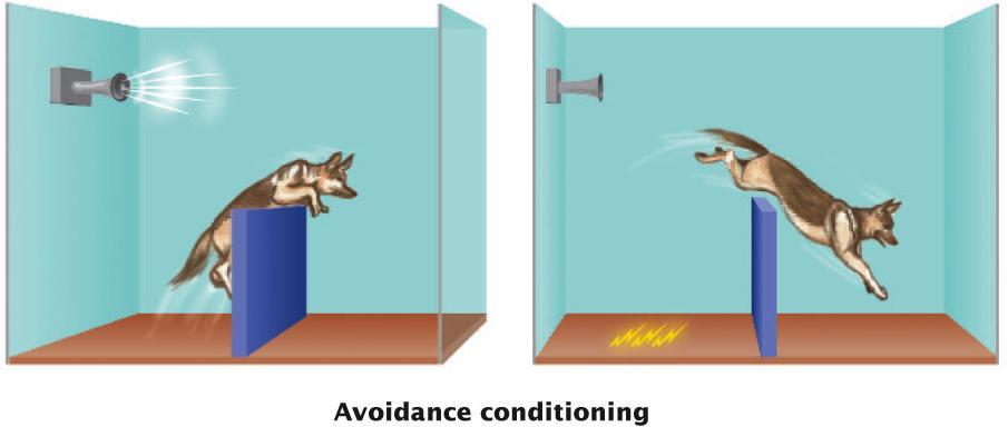 Avoidance Conditioning Responding to a signal to avoid a painful stimulus The dog hears a signal