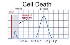 XX Cell Death 6 hours 24 hours Injury