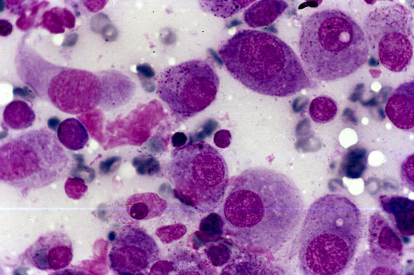 incidence in this species has been associated with tumor growth at sites of previous inoculations, and as the results of infections with Feline Sarcoma Virus.
