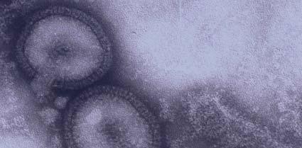 Influenza Virus Nomenclature Influenza virus A, B & C