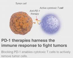 at tumor periphery associates with improved survival Robust frequency of neoantigens in
