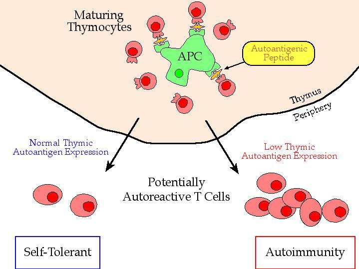 Figure 2. General hypothesis for the development of self-tolerance to peripheral proteins during thymic selection of T-cells. Pietropaolo M, Roith Derek. (2001) Clinical cornerstone.