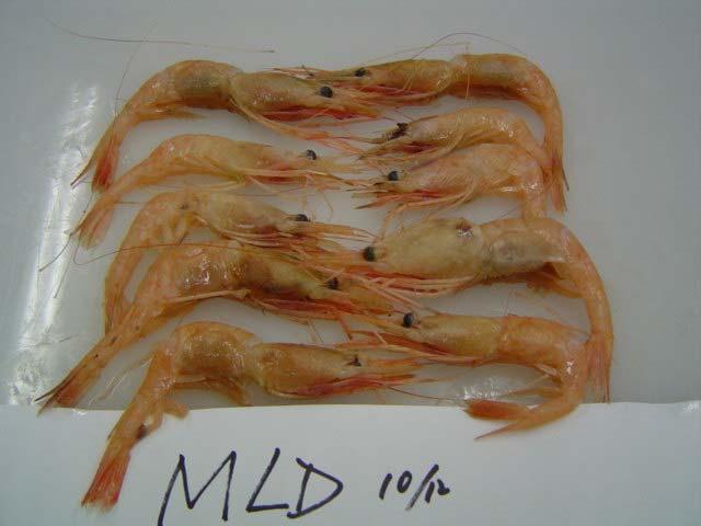 Figure 6: Appearance of shrimp stored in different cooling conditions on the day 6 th of storage.