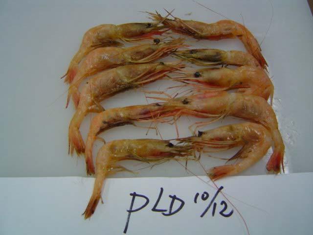 5 o C; MLD (LIQ/-): liquid ice at -1.5 o C. These pictures show the differences in appearance of shrimp among groups.