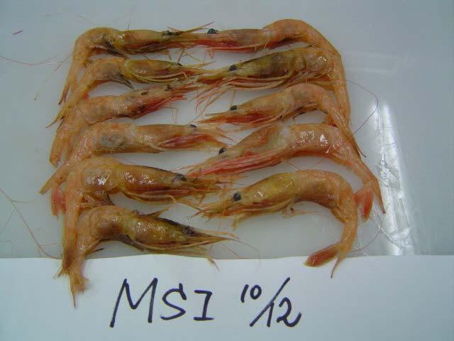 As seen on the figure the sample labelled PIC (ICE/+) appears to have the highest proportion of discoloration.