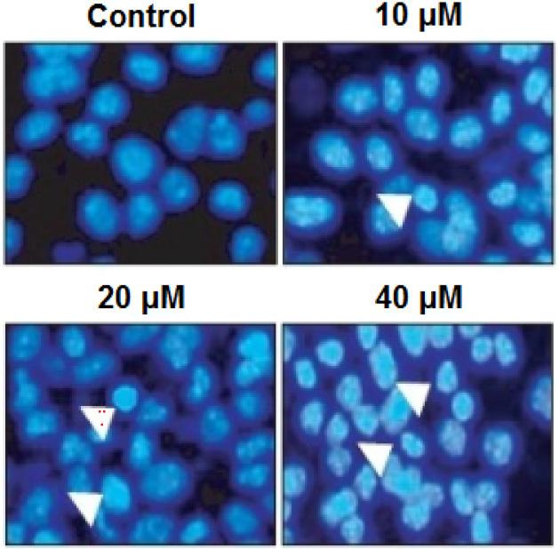 Therefore, the apoptosis inducing potential of tanshinone was examined on the HEC-1-A cells by DAPI staining.