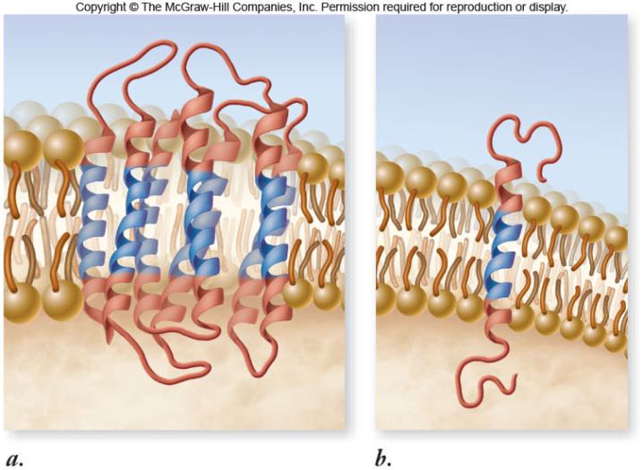 Integral membrane proteins -span the lipid bilayer (transmembrane proteins) -nonpolar regions of the protein
