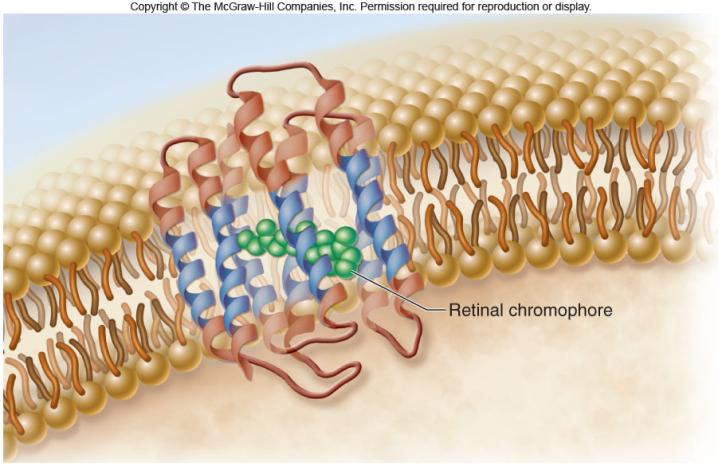 bilayer 19 20 21 22 Integral proteins possess at least one transmembrane domain -region of the protein