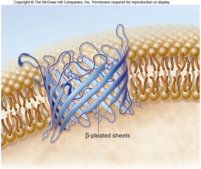 protein can create a pore through the membrane.
