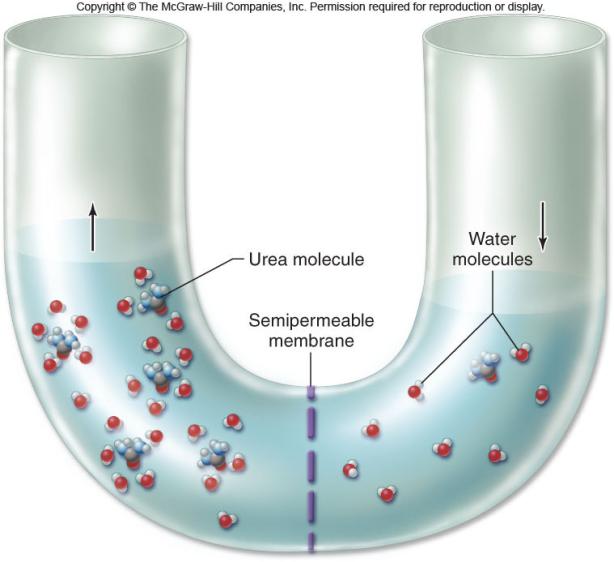 When 2 solutions have different osmotic concentrations -the hypertonic solution has a higher solute concentration -the hypotonic solution has a lower solute concentration Osmosis moves water through