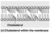 provided evidence for the Singer- Nicolson model of membrane structure (embedded proteins than spanned membrane).