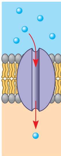 Transport Proteins Transport proteins allow passage of hydrophilic substances across the membrane Channel proteins have a