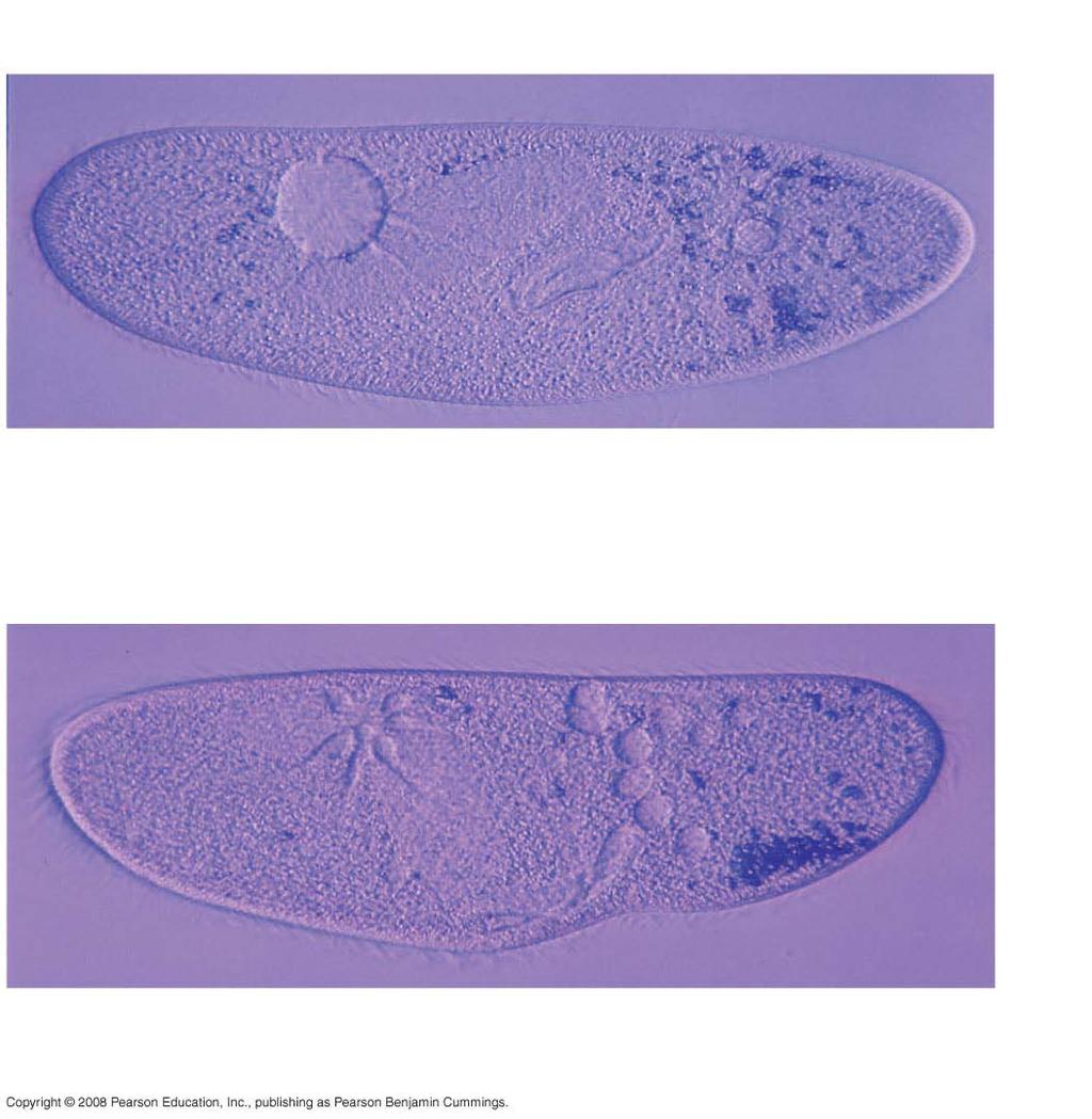 Fig. 7-14 Filling vacuole 50 µm (a) A contractile vacuole fills with fluid that enters from a system of canals radiating