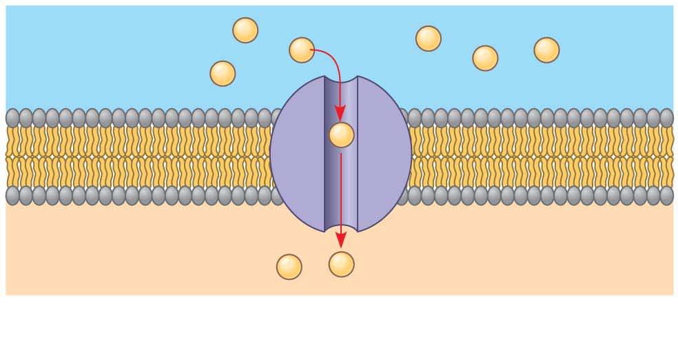 Fig. 7-15 EXTRACELLULAR FLUID Channel