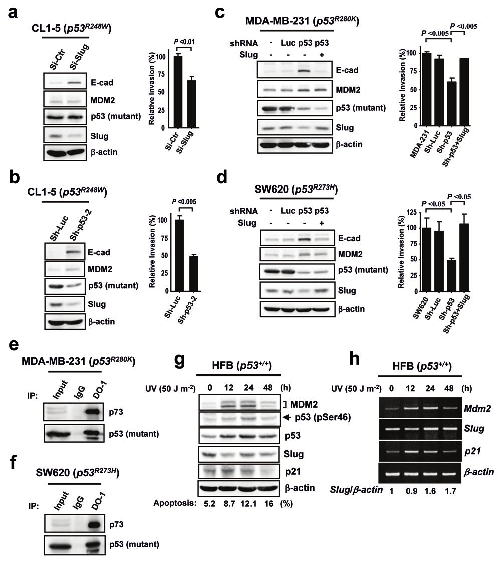 Figure S3 (a) Knockdown of Slug in CL1-5 cells by Slug-siRNA oligonucleotides increases E-cadherin expression and decreases cell invasiveness.