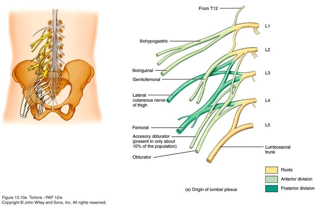 Lumbar Plexus Formed by the anterior rami of L1-L4.