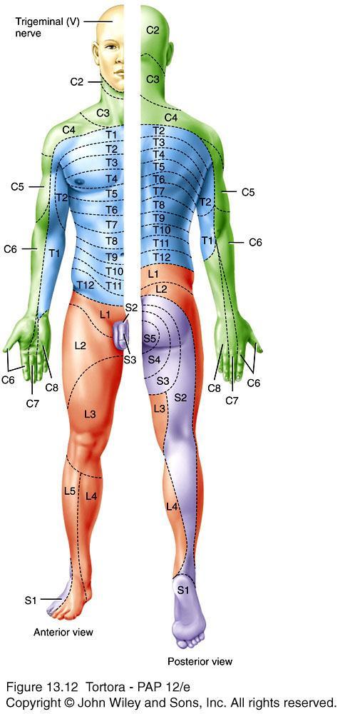 Dermatome Dermatome is the area of the skin that provides sensory