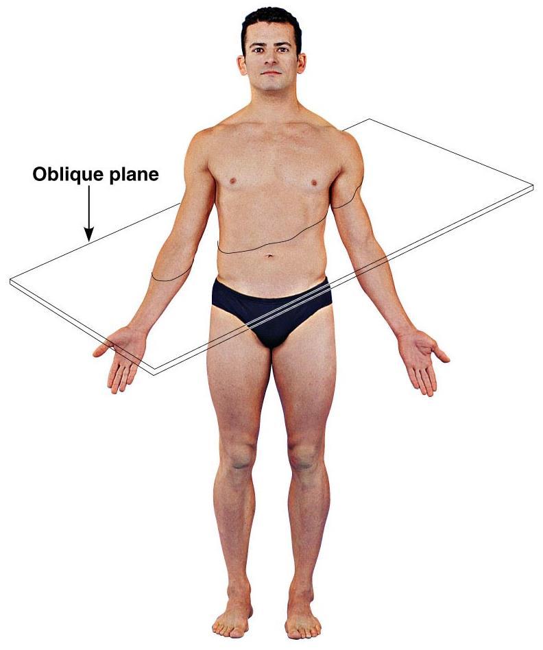 Body Planes and Sections Oblique