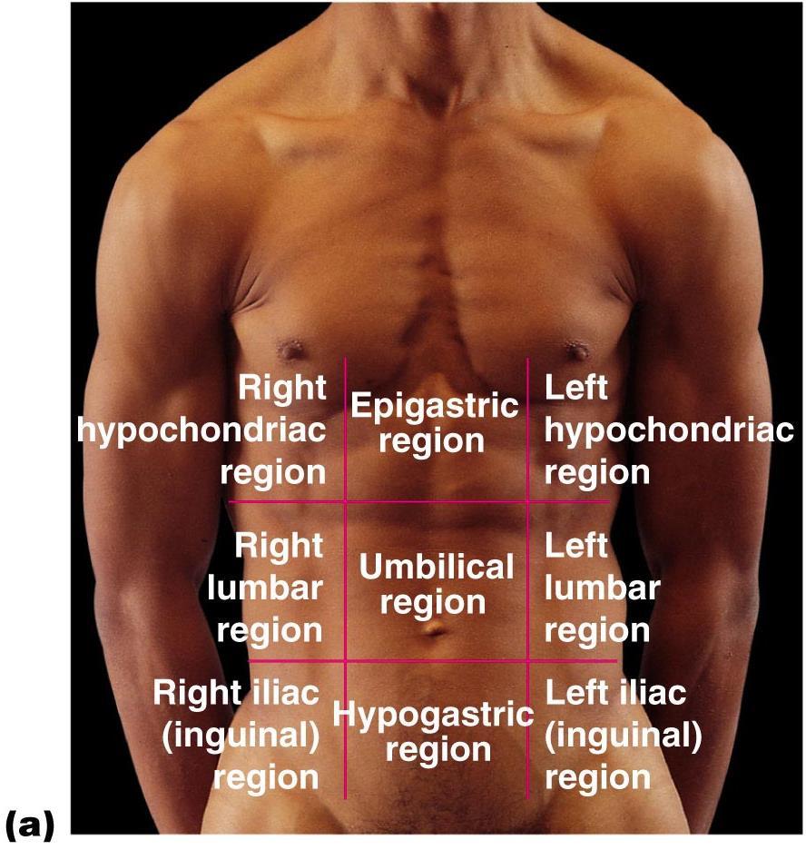Abdominal Regions and