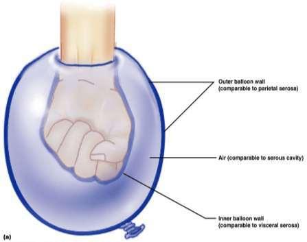 Ventral Body Cavity Membranes Each cavity consists of a double-layered membrane (serosa) Parietal
