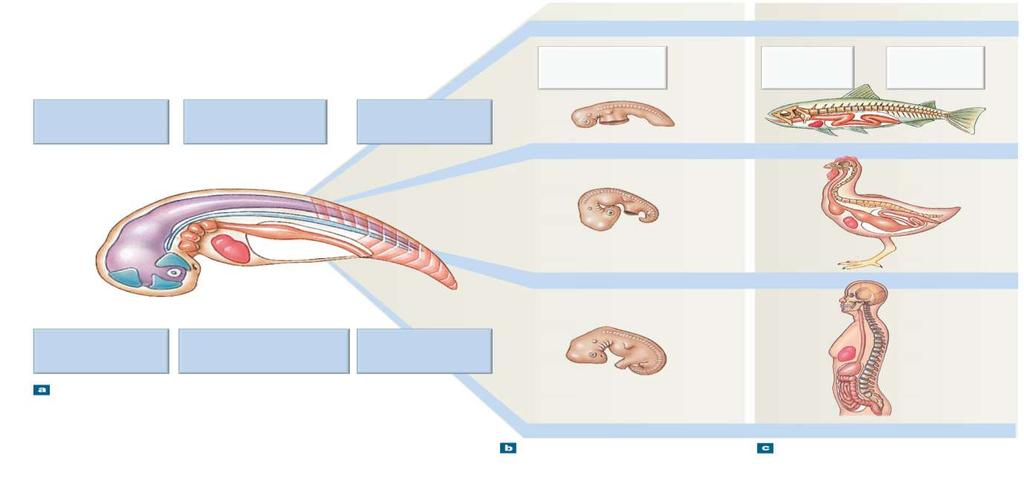 Figure 1.2 Comparative Anatomy Embryo Adult Salmon (bony fish) Somites segmental blocks forming muscles, vertebrae, etc.