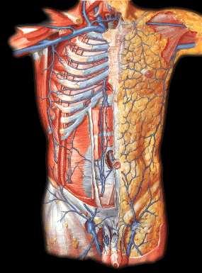 Superficial veins lateral thoracic
