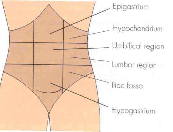 Regions of the Abdomen Nine regions Divided by two horizontal lines: i.