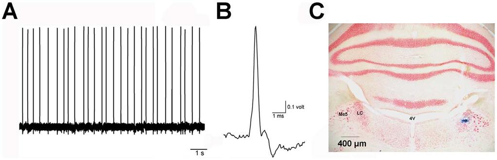 Figure 2. Electrophysiological and histological verification of LC neuron recordings. Example of raw trace of recorded action potentials (A).