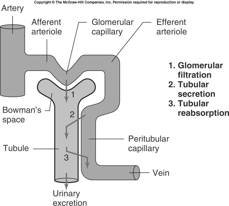 Nephron tubule Function 27 Proximal Convoluted Tubule The function of the PCT is : Reabsorption