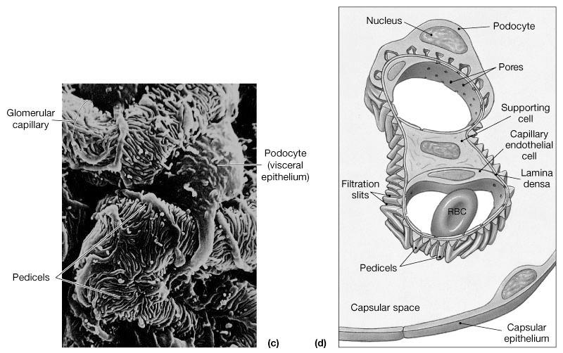 Anatomy of Bowman s Capsule Pedicels of podocytes (feet