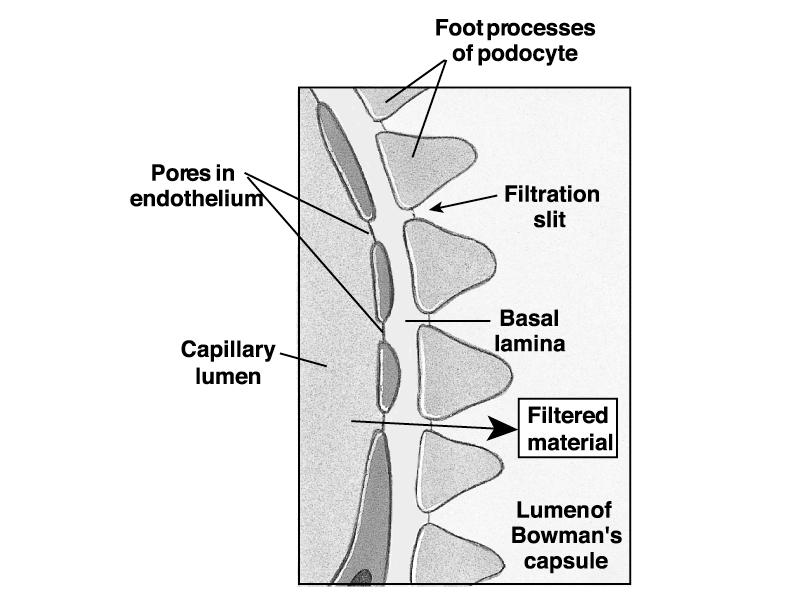 5 Microscopic Anatomy of Bowman s Capsule Filtration System in Bowman s capsule Capillary endothelial cells have many