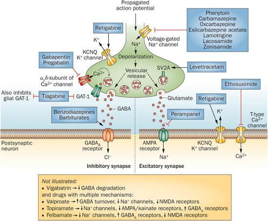 Mechanisms of AEDs Modulate GABA potentiation and inhibition of