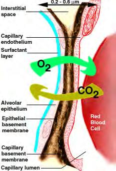 1. Interstitium supports the delicate relation between the alveoli and capillaries, allowing
