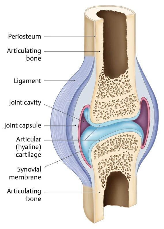 8. In synovial joints, how is friction between articulating bone surfaces reduced? 9. Match the following synovial joints with their corresponding characteristics.