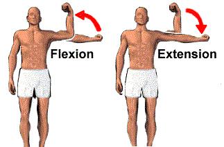 things. Levers are used to make a small amount of force into a much bigger force, or to increase the force of movement. E.g. when throwing a javelin, small contractions of arm and back muscles produce a much greater force of movement at the end of the arm.