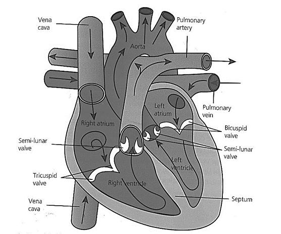 STRUCTURE AND FUNCTION OF THE CARDIOVASCULAR SYSTEM A healthy cardiovascular system is vital for fitness and can help the body to work harder for longer (stamina).