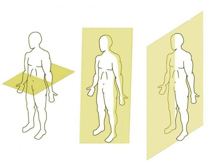 FRONTAL PLANE - Divides the body into FRONT and BACK sides.