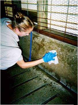 If sampling on a substrate that is relatively clean and dry, then enlarge the sampling area to increase the chances of finding any virus present. 5. Put the Swiffer or 4x4 gauze back into the bag. 6.