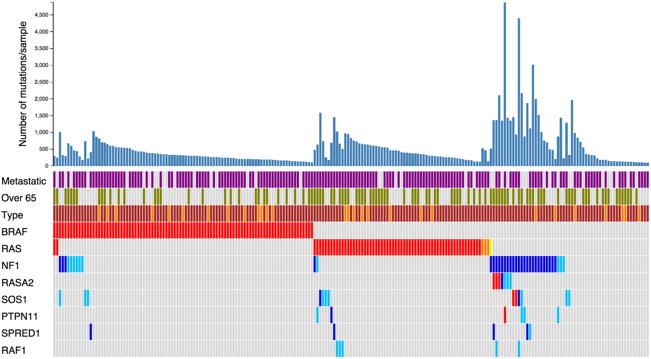 NF1-mutant Melanomas and RASopathy gene mutations 60% of NF1-mutant melanomas have mutations in PTPN11, SOS1, RASA2, SPRED1 and RAF1